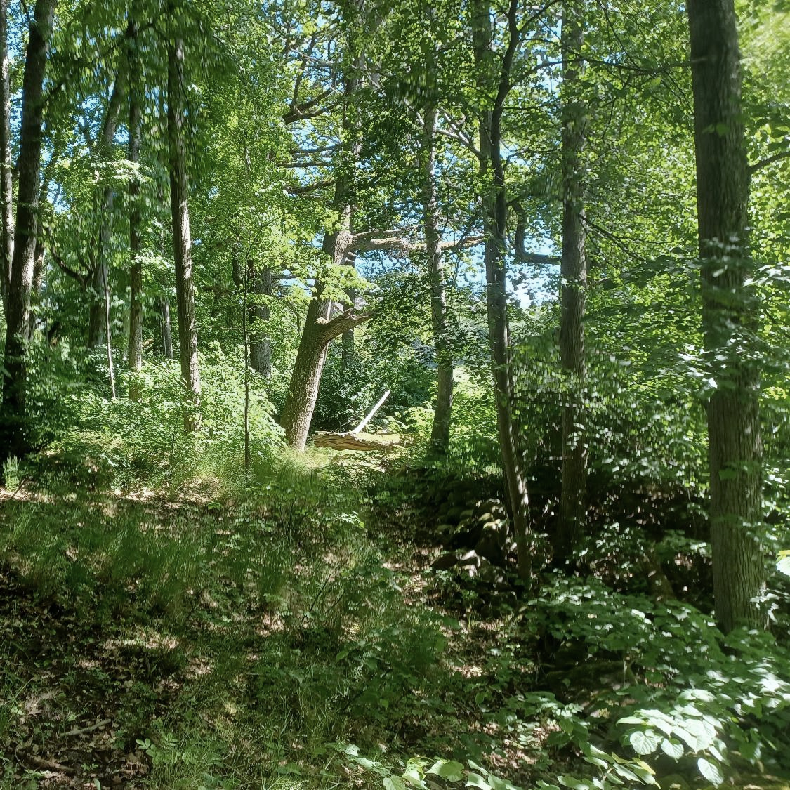 markförhandling vid bildandet av naturreservat